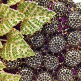 GRAPE embellished party purse
